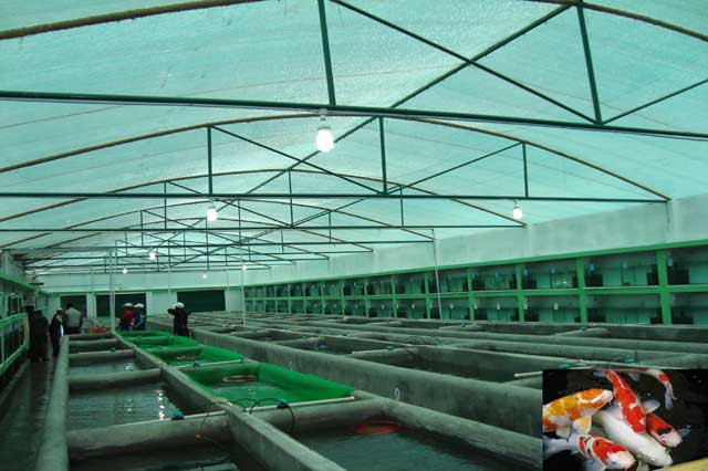 West Bengal Fishermen Cooperative Federation Ltd - BENFISH